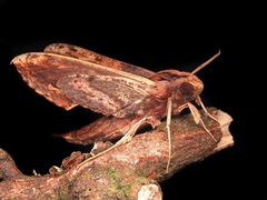 Xylophanes crenulata