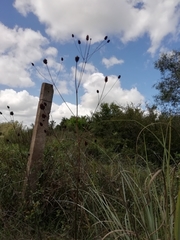 Eryngium sanguisorba