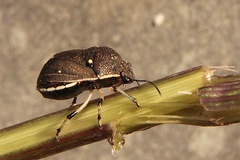 Platycoris bipunctatus