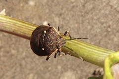 Platycoris bipunctatus