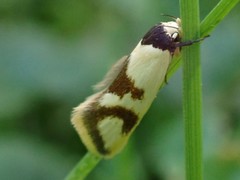 Antipterna trilicella