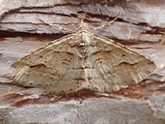 Syneora fractata
