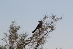 Mimus polyglottos