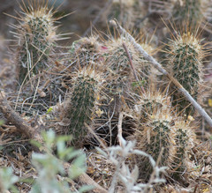 Echinocereus engelmannii