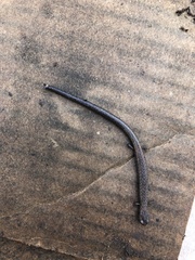 Batrachoseps nigriventris