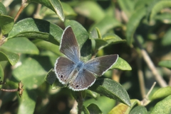 Echinargus