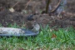 Junco hyemalis