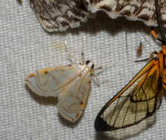 Neurophyseta