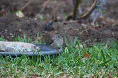 Junco hyemalis
