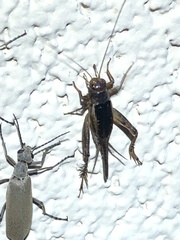 Neonemobius mormonius