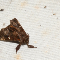 Thyrioclostera trespuntada