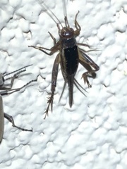 Neonemobius mormonius