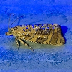 Olethreutes ferrolineana