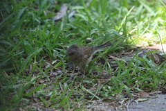 Junco hyemalis