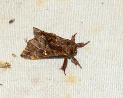 Thyrioclostera trespuntada