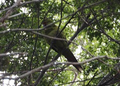 Enicognathus leptorhynchus