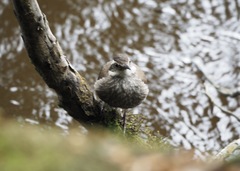 Cinclodes patagonicus