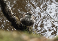 Cinclodes patagonicus