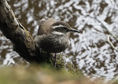 Cinclodes patagonicus