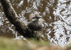 Cinclodes patagonicus