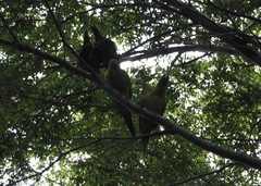 Enicognathus leptorhynchus