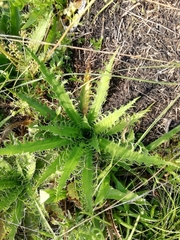 Eryngium serra