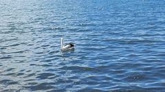 Pelecanus conspicillatus