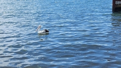 Pelecanus conspicillatus