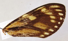 Prometheus zagraea salvini
