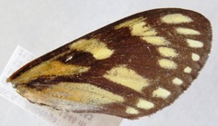 Prometheus zagraea salvini