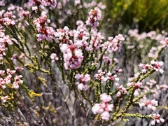 Erica verecunda