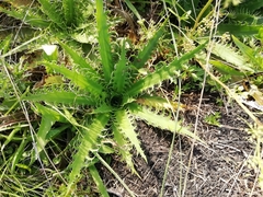 Eryngium serra