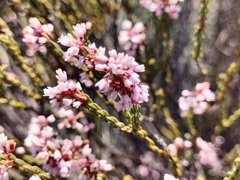 Erica verecunda