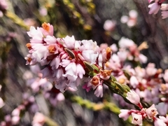Erica verecunda