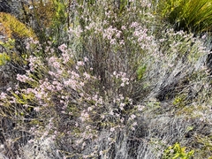 Erica verecunda