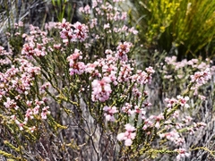 Erica verecunda