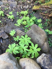Petasites frigidus palmatus