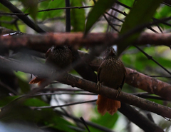 Thripophaga cherriei