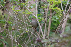 Zonotrichia leucophrys