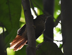 Thripophaga cherriei