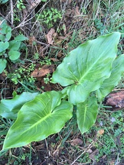 Zantedeschia aethiopica