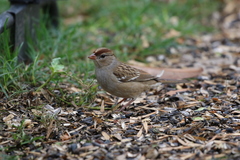 Zonotrichia leucophrys