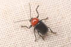 Cryptocephalus sanguinicollis