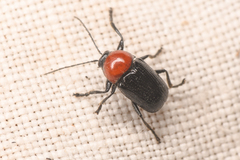Cryptocephalus sanguinicollis
