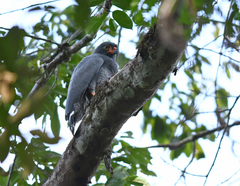 Buteogallus schistaceus