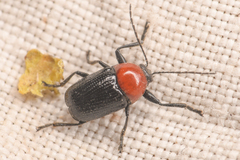 Cryptocephalus sanguinicollis