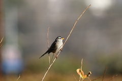 Zonotrichia leucophrys