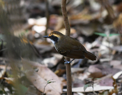 Myrmoborus leucophrys