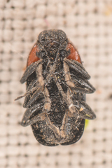 Cryptocephalus sanguinicollis