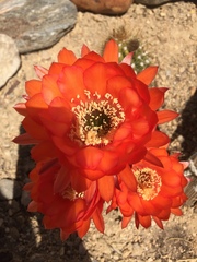 Cactoideae